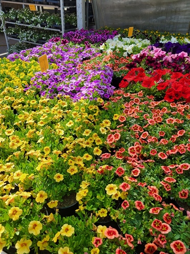 Sommerblumen Hannover